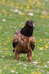 Gypaète barbu, .Gypaetus barbatus, Bearded Vulture