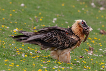Gypaète barbu, .Gypaetus barbatus, Bearded Vulture