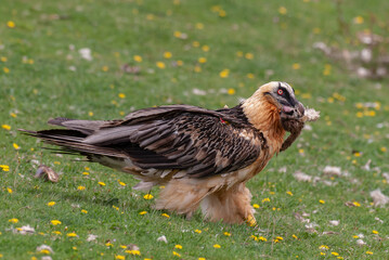 Gypaète barbu, .Gypaetus barbatus, Bearded Vulture