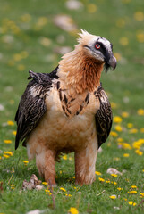 Gypaète barbu, .Gypaetus barbatus, Bearded Vulture