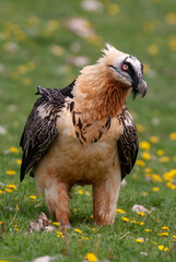 Gypaète barbu, .Gypaetus barbatus, Bearded Vulture