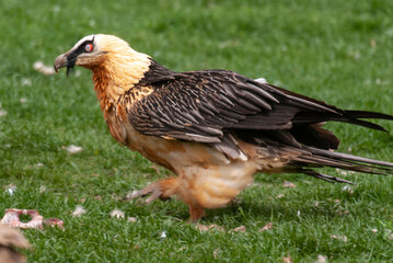 Gypa&egrave;te barbu, .Gypaetus barbatus, Bearded Vulture