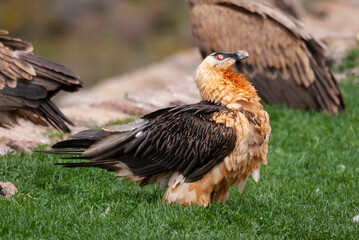Fototapeta premium Gypaète barbu, .Gypaetus barbatus, Bearded Vulture
