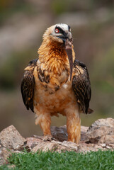 Gypaète barbu, .Gypaetus barbatus, Bearded Vulture