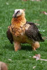 Gypaète barbu, .Gypaetus barbatus, Bearded Vulture