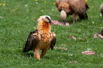 Gypaète barbu, .Gypaetus barbatus, Bearded Vulture