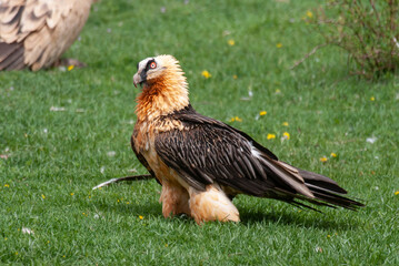 Obraz premium Gypaète barbu, .Gypaetus barbatus, Bearded Vulture