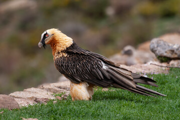 Fototapeta premium Gypaète barbu, .Gypaetus barbatus, Bearded Vulture