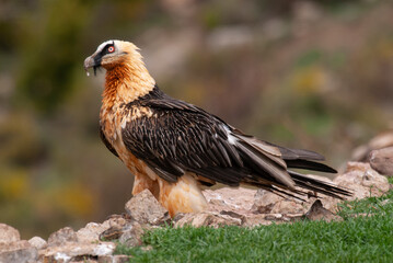 Gypaète barbu, .Gypaetus barbatus, Bearded Vulture
