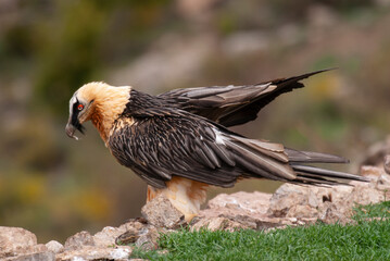 Gypaète barbu, .Gypaetus barbatus, Bearded Vulture