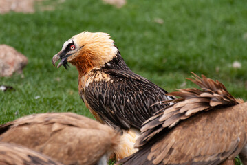 Gypaète barbu, .Gypaetus barbatus, Bearded Vulture
