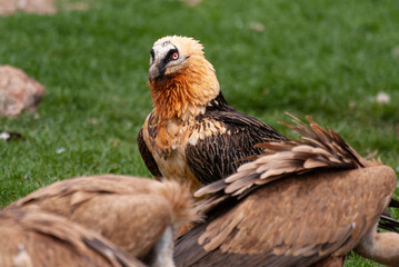 Obraz premium Gypaète barbu, .Gypaetus barbatus, Bearded Vulture