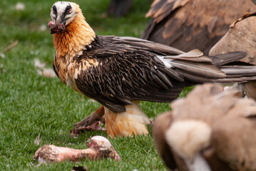 Gypaète barbu, .Gypaetus barbatus, Bearded Vulture