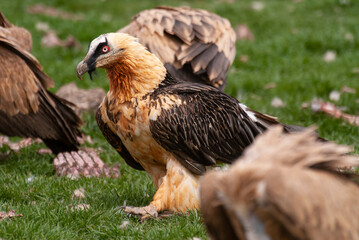 Gypaète barbu, .Gypaetus barbatus, Bearded Vulture