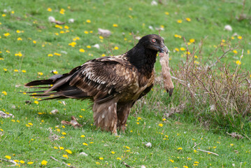 Gypaète barbu, .Gypaetus barbatus, Bearded Vulture