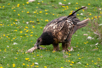 Gypaète barbu, .Gypaetus barbatus, Bearded Vulture