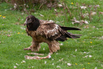 Gypaète barbu, .Gypaetus barbatus, Bearded Vulture