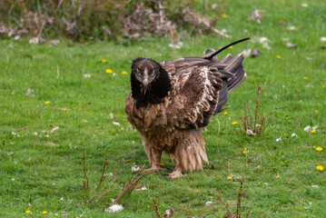 Gypaète barbu, .Gypaetus barbatus, Bearded Vulture