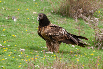 Gypaète barbu, .Gypaetus barbatus, Bearded Vulture
