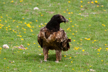 Gypaète barbu, .Gypaetus barbatus, Bearded Vulture