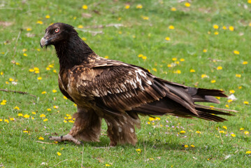 Gypaète barbu, .Gypaetus barbatus, Bearded Vulture