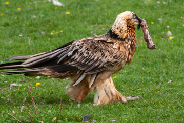 Gypaète barbu, .Gypaetus barbatus, Bearded Vulture