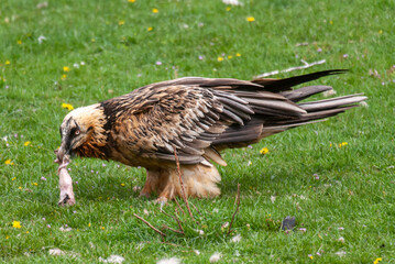 Gypaète barbu, .Gypaetus barbatus, Bearded Vulture