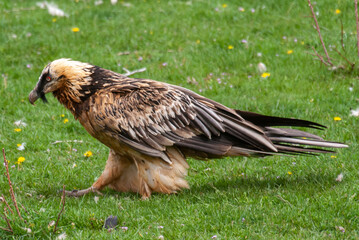 Gypaète barbu, .Gypaetus barbatus, Bearded Vulture