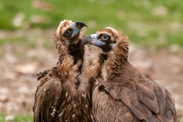 Vautour moine,.Aegypius monachus, Cinereous Vulture