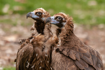 Vautour moine,.Aegypius monachus, Cinereous Vulture