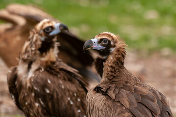 Vautour moine,.Aegypius monachus, Cinereous Vulture