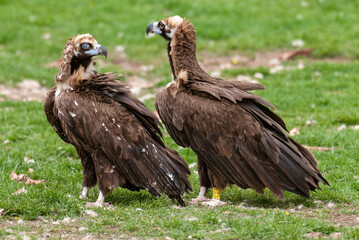 Fototapeta premium Vautour moine,.Aegypius monachus, Cinereous Vulture