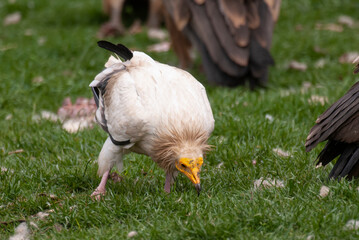 Vautour percnoptère , Percnoptère d'Égypte,.Neophron percnopterus, Egyptian Vulture