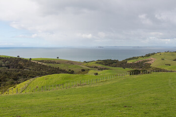 Fototapeta na wymiar Picturesque landscape with green grass hills and blue sea on background, Shakespear Regional Park, New Zealand.