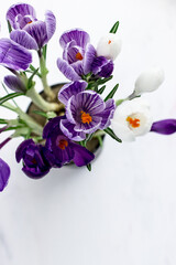 Spring postcard with space for text. Folet and white crocuses on a white background. Top view