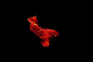Multi color fighting fish isolated on black background.Siamese fighting fish.