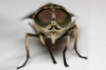 Horseflies are true flies in the family Tabanidae