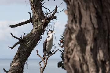 Pied cormorant on a tree trunk and blue sea on background, New Zealand.