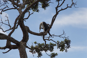 Pied cormorant on a tree branch, blue sky on background, New Zealand.