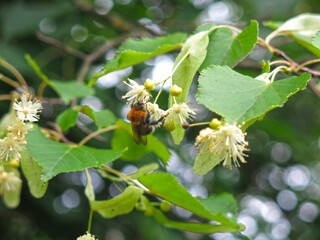 branch of a linden tree blooms in spring