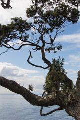 Pied cormorant on a tree branch, blue sky on background, New Zealand.