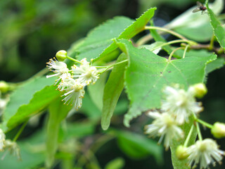 branch of a linden tree blooms in spring