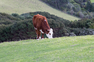 A cow peacefully grazing at green grass hill, Shakespear Regional Park, New Zealand.