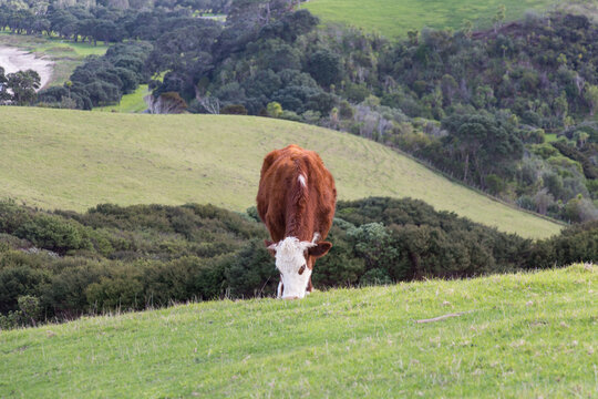 A Cow Peacefully Grazing At Green Grass Hill, Shakespear Regional Park, New Zealand.