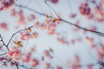 Selective focus of beautiful branches of pink Cherry blossoms on the tree under blue sky. Beautiful Sakura flowers during spring season in the park. Nature floral background.