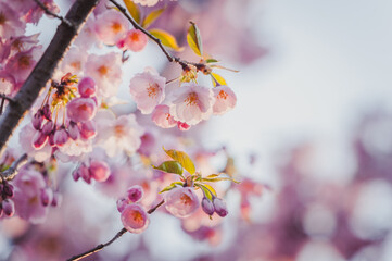 Selective focus of beautiful branches of pink Cherry blossoms on the tree under blue sky. Beautiful Sakura flowers during spring season in the park. Nature floral background.