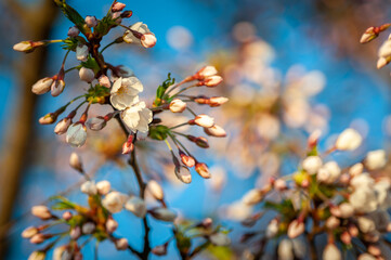 Macro image of flowering tree. Abstract soft floral background.