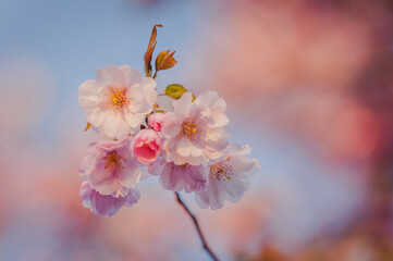 Fototapeta premium Selective focus of beautiful branch of pink Cherry blossoms on the tree under blue sky. Beautiful Sakura flowers during spring season in the park. Nature floral background.