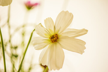 Obraz premium Cosmos flowers
