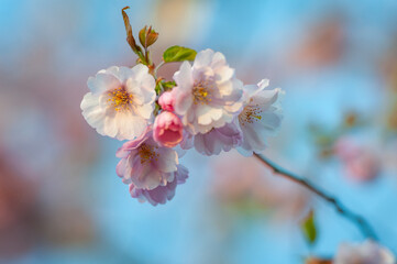 Selective focus of beautiful branch of pink Cherry blossoms on the tree under blue sky. Beautiful Sakura flowers during spring season in the park. Nature floral background.